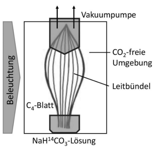 Versuchsaufbau zur Untersuchung der CO₂-Aufnahme eines C₄-Blatts mit Vakuumpumpe und NaH¹⁴CO₃-Lösung.